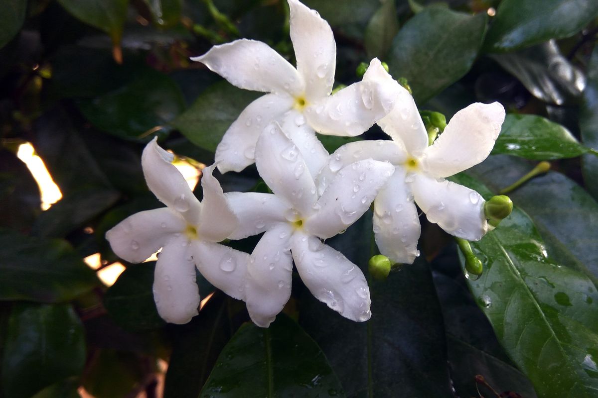 Mitos_atau_Fakta_Eksplorasi_Khasiat_Melati_sebagai_Ramuan_Obat