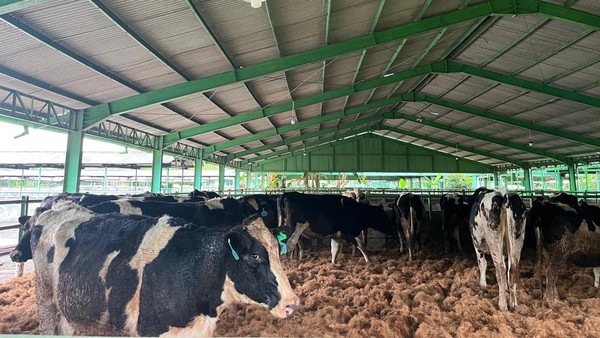 1213 Sapi Perah Bunting Australia Tiba di Indonesia: Kualitas Susu Naik? 1213 Sapi Perah Bunting Australia Tiba di Indonesia: Kualitas Susu Naik?