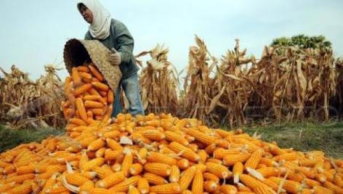 Impor 3000 Ton Jagung: Zulhas Tunda Persetujuan Industri? Impor 3000 Ton Jagung: Zulhas Tunda Persetujuan Industri?
